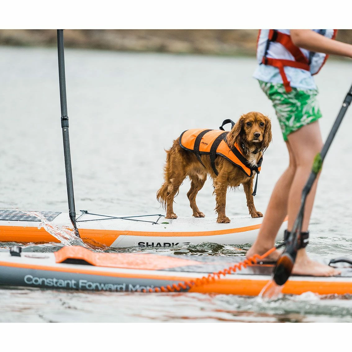 Shark T 12'6 X 30" X 6" Paddleboard 2023 11 Shark T 12'6 X 30" X 6" Paddleboard 2023 - Image 11